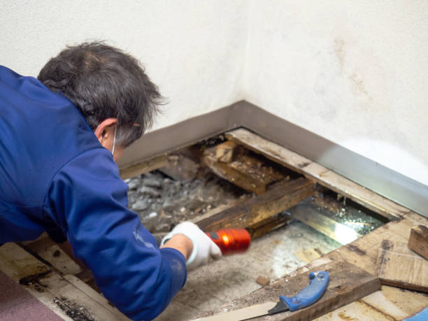 Best Emergency Mold Removal  in Lewes, DE