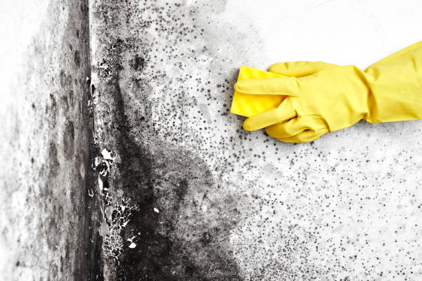 Best Toxic Mold Removal  in Lewes, DE