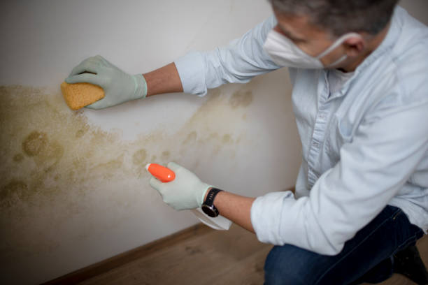 Best Mold Testing  in Lewes, DE
