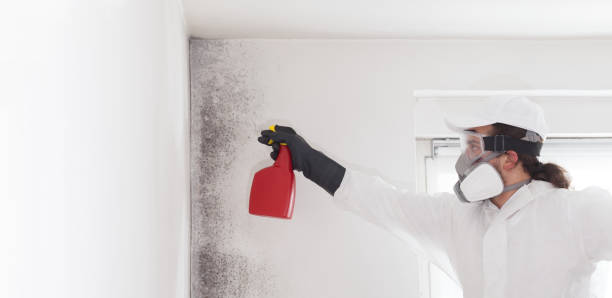 Best Residential Mold Removal  in Lewes, DE