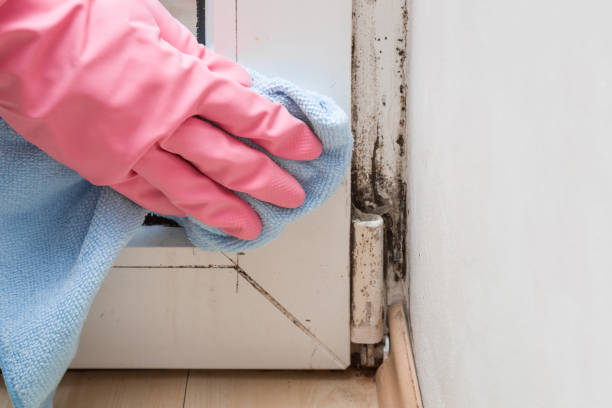Best Mold Damage Repair  in Lewes, DE